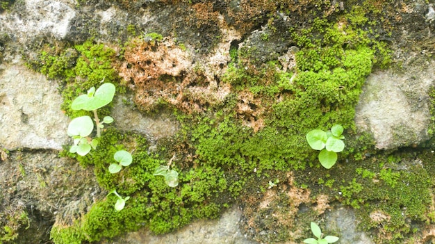 写真 壁の苔の接写