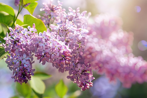 写真 葉の間から太陽が輝く、紫のライラックの花の接写