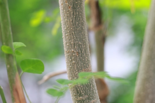 Фото Концепция естественной фотографии растения дерева моринга