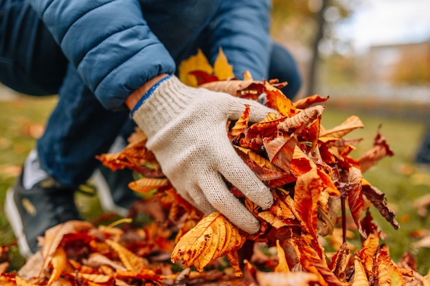 写真 落ち葉を持っている男の手袋をはめた手のクローズアップショット。秋の庭の葉をきれいにします。