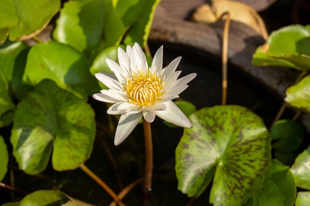 A close up van een bloem lotus