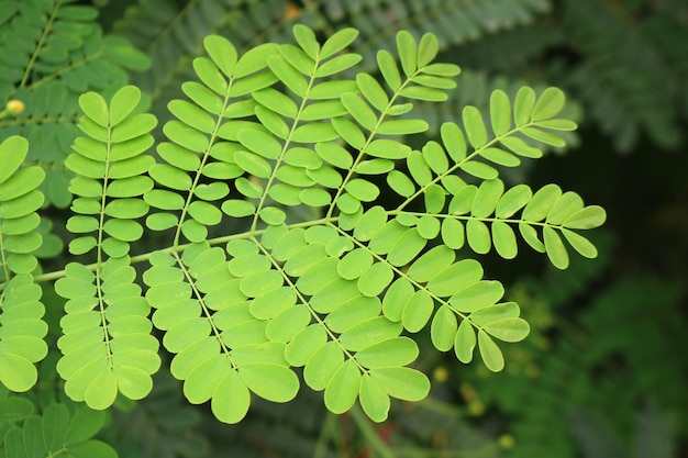 A close up van een groen blad met varens