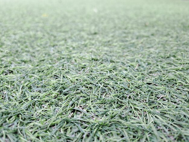 A close up van een groen grasveld