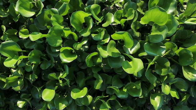 A close up van een haag met groene bladeren