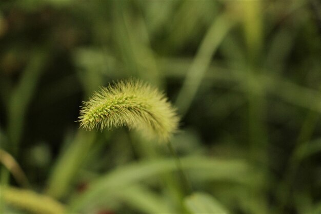 Foto a close up van een plant met lang groen gras