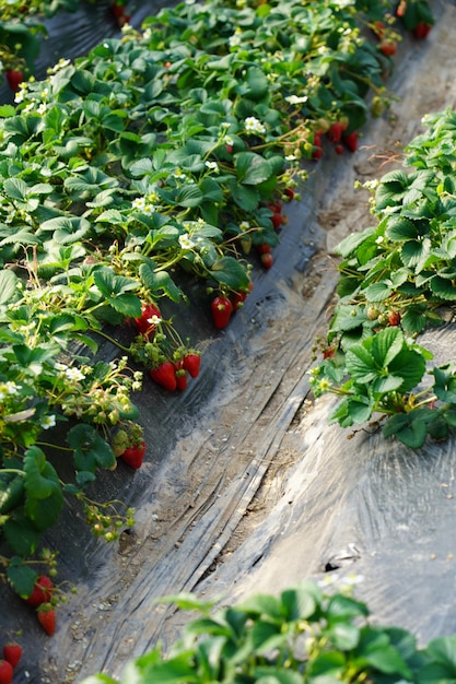 A close up van een plant met rode bessen