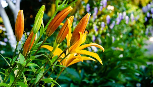 A close up van oranje lelies in een tuin