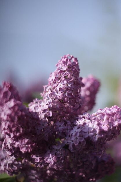 A close up van paarse lila bloemen