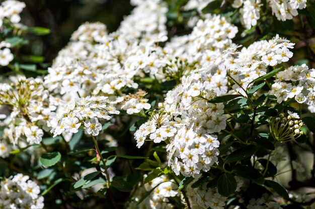 写真 太陽 の 光 の 下 で 庭 の 植物 の 白い アリサム の 花 を 近く から 見る - 写真