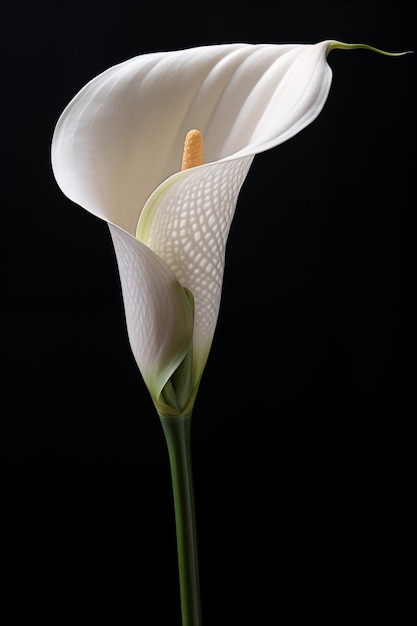 写真 カラ・リリー (calla lily) の細かくて柔らかい質感をクローズアップで撮影した写真です