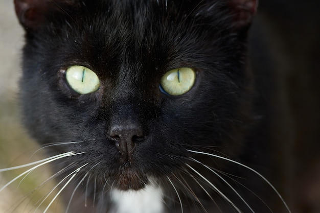 Фото Крупным планом черная кошка смотрит в камеру