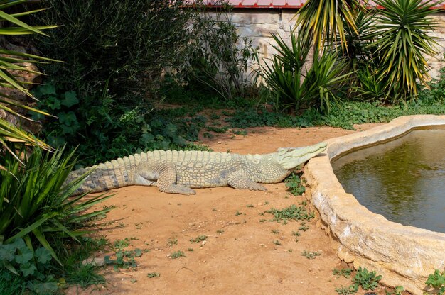 Фото Крупный план дикого нильского крокодила или обыкновенного крокодила в зоопарке греции
