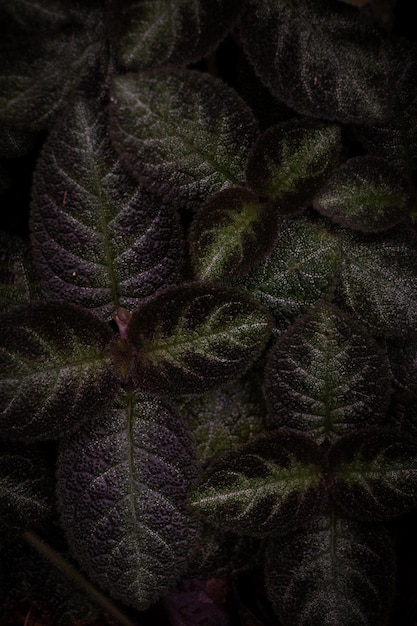 写真 ベルベットの葉としても知られる episcia cupreata 植物の質感を示すクローズ アップ ビュー