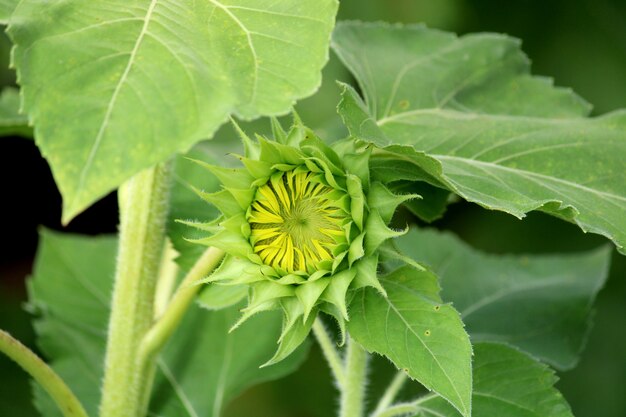 ひまわりの花のクローズアップ