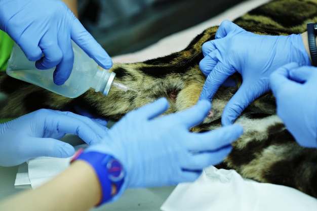 Фото Гениталии дымчатого леопарда в больнице для животных. диагноз ставит ветеринарный врач.