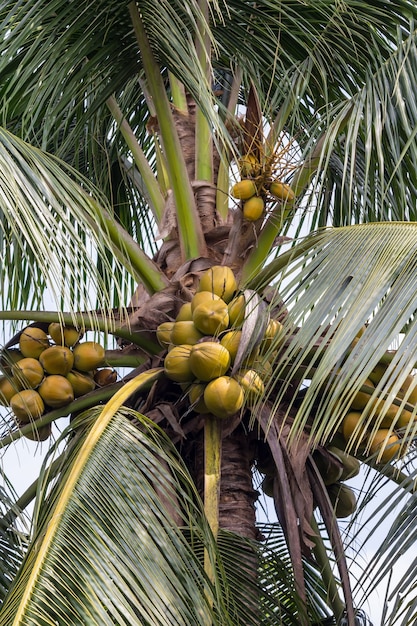 사진 코코넛 나무가 야외에서 피고 있다