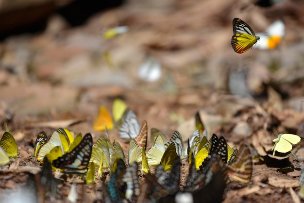 写真 カラフルな蝶が背景をぼかした蝶の群れの上を飛んでいます。