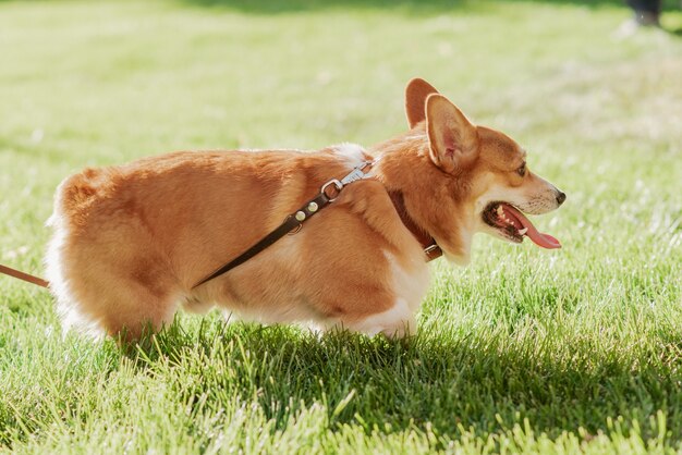 Фото Собака корги на фоне зеленой травы в солнечный день в парке
