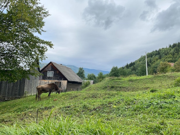 写真 森林に覆われた山の背景にある木造の小屋の近くで牛が放牧されています