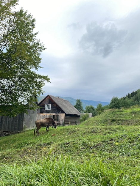 写真 森林に覆われた山の背景にある木造の小屋の近くで牛が放牧されている