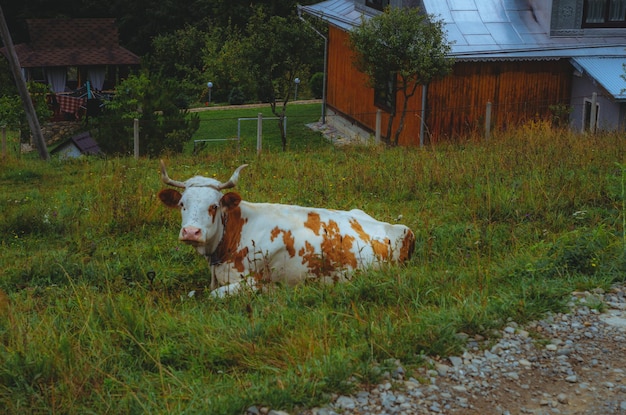写真 牛が草の中に座っていて、頭に角があります。