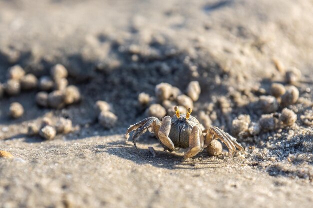 写真 浜辺のカニは砂で覆われている.