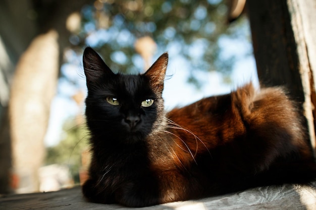 사진 귀여운 검은 고양이가 마을 집 현관에 앉아 있습니다. 아늑한 사진