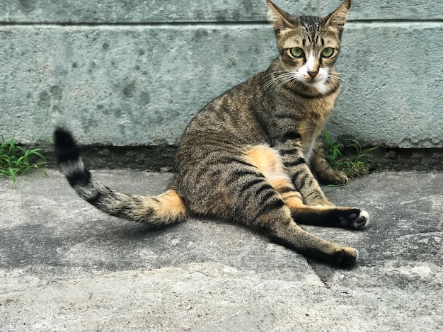 写真 かわいい猫が床に座っています。