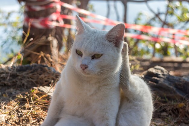 사진 지상에 귀여운 고양이