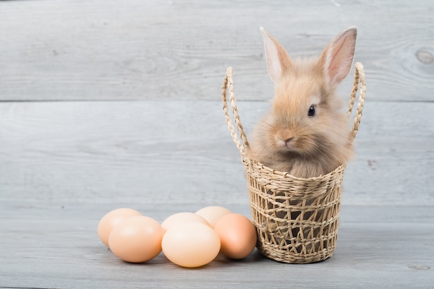 写真 側面に多くの卵が置かれた織りかごの中のかわいい淡い茶色のウサギと灰色の木製の背景。