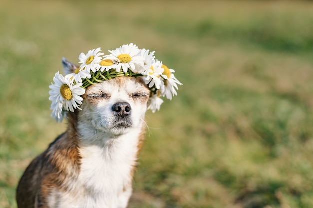 写真 カモミールの花輪を頭に持ったかわいい犬チワワが目を閉じて草原の太陽の下に座っています。太陽を楽しむ犬。犬がなごむ