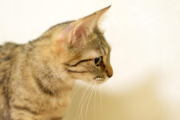 사진 짧은 꼬리와 귀에 술이 달린 귀여운 태비 고양이 옆을 바라보는 쿠릴리안 밥테일