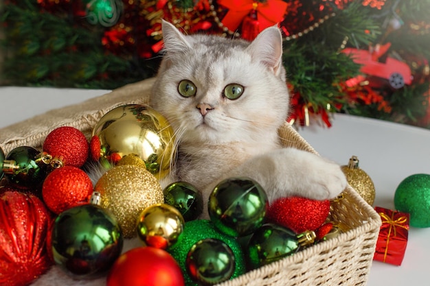 写真 可愛い白い猫が多色のクリスマスボールでクリスマスツリーの近くのワイカーバスケットに横たわっている