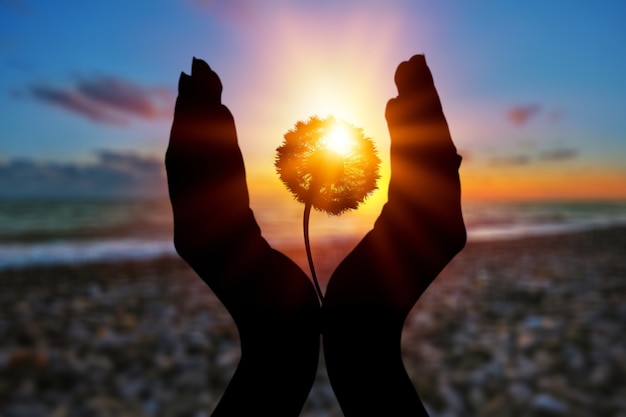 写真 日没または日の出の光の風景で若い人間の手にタンポポの花。