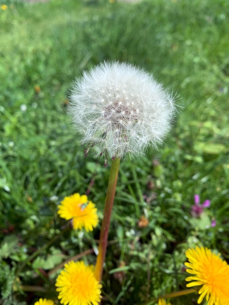 写真 薄い背景の草の中にオオカミがいます