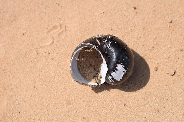 写真 砂の背景に死んだ貝