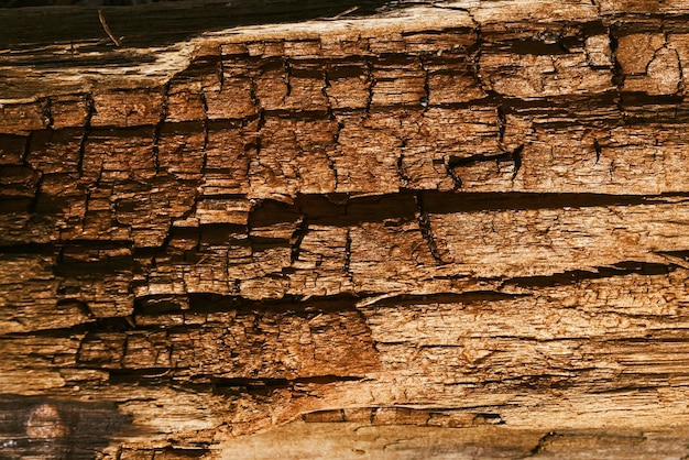 写真 維の木製の装飾構造 樹幹の部分 背景の装飾 美学的な詳細