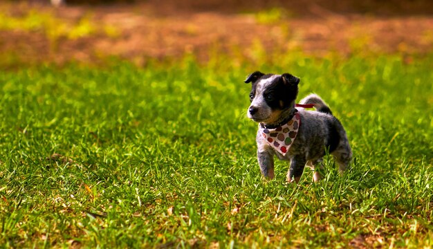 写真 バンダナを巻いた野原の犬、子犬、オーストラリアの牧師、ブルー・ヒーラー