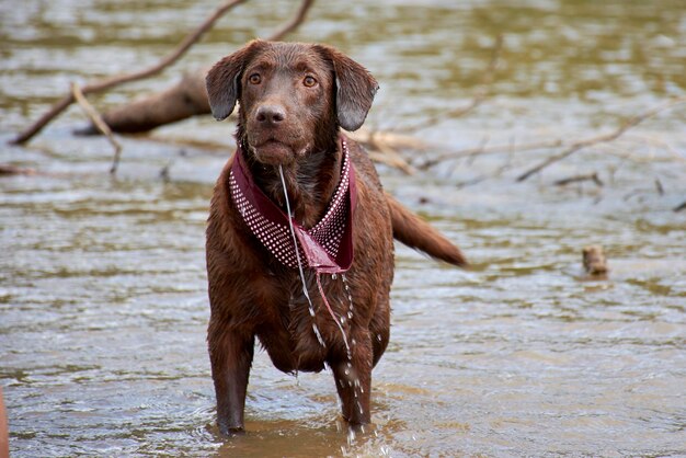 写真 「犬の水」と書かれたスカーフを巻いて川にいる犬