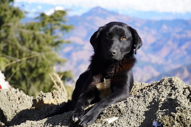 写真 山の美しい黒い犬の犬