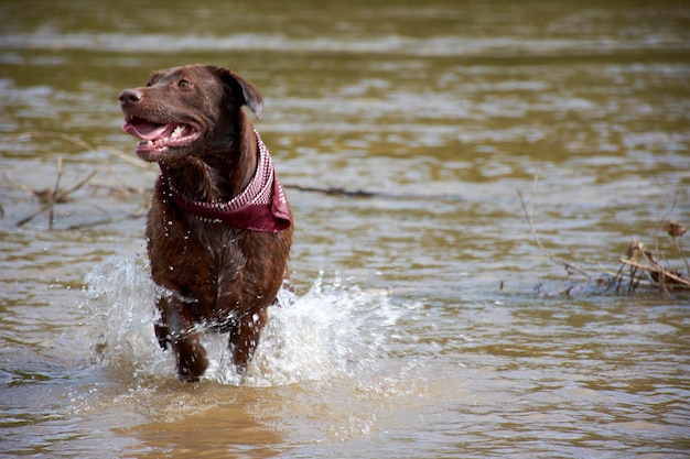 写真 水中の犬が水中を歩いている