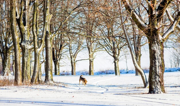 雪に覆われた木の中で冬の森の犬。森の中の冬