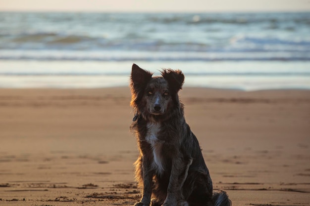 写真 犬がビーチに座って海を見ているその場面はやかでやかだ