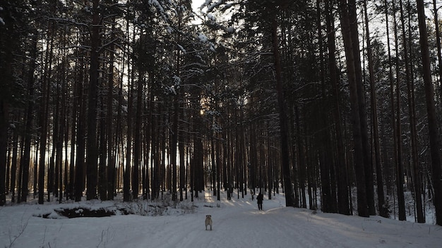写真 犬が森の雪の中を歩いています。