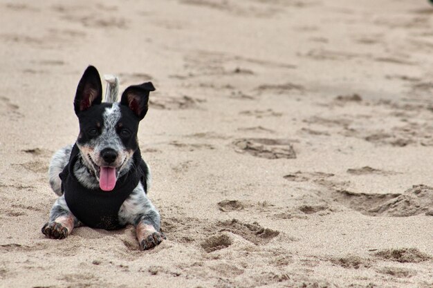 写真 舌を出して砂の上に横たわる犬。