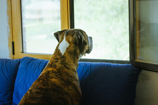 Фото Собака смотрит в окно в собачьем парке
