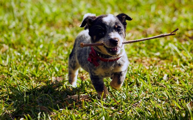 写真 口に棒をくわえた犬の子犬オーストラリアの牧師ブルー・ヒーラー