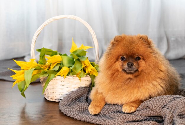 写真 犬が黄色い花のバスケットの隣に座っている