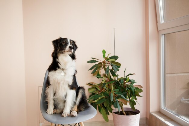 写真 植物の隣の椅子に座る犬