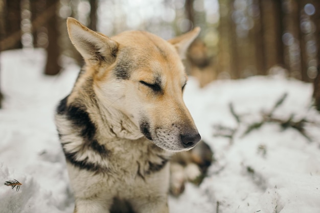 写真 雪の中で座っている犬